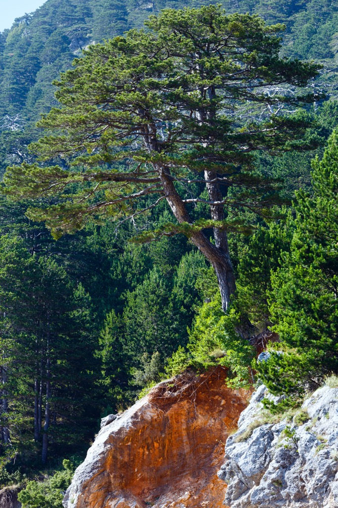 Flag pine, Llogara National Park, Albania