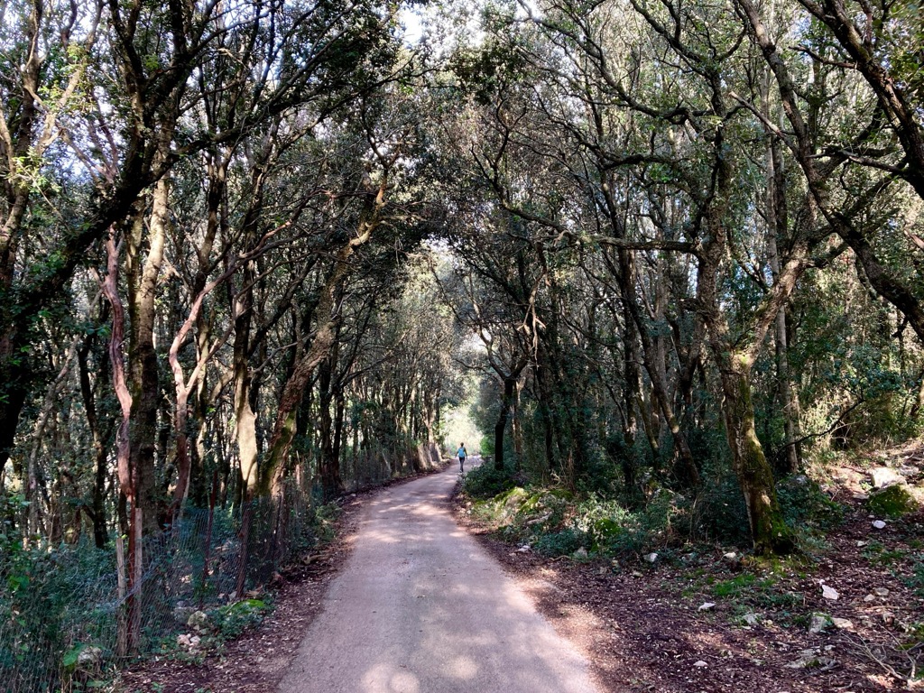 Forest, Ausoni Mountains, Monumento Naturale Tempio di Giove Anxur, Temple of Jupiter Anxur Natural Monument, Italy