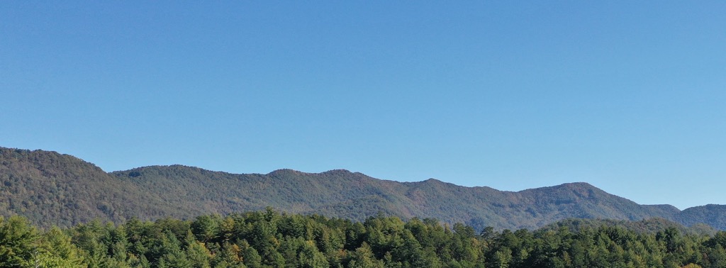 Forest, Snowbird Mountains, North Carolina, USA