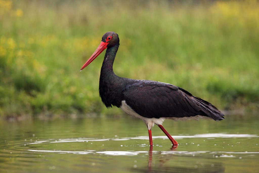 Black stork (Ciconia nigra), Forêts National Park, France
