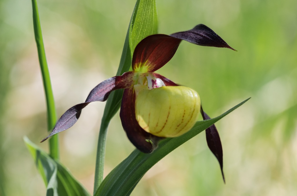 lady's-slipper orchid, Forêts National Park, France