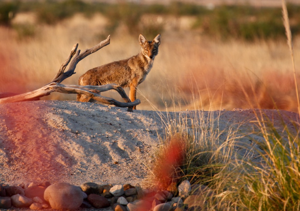 Four Peaks Wilderness, Arizona