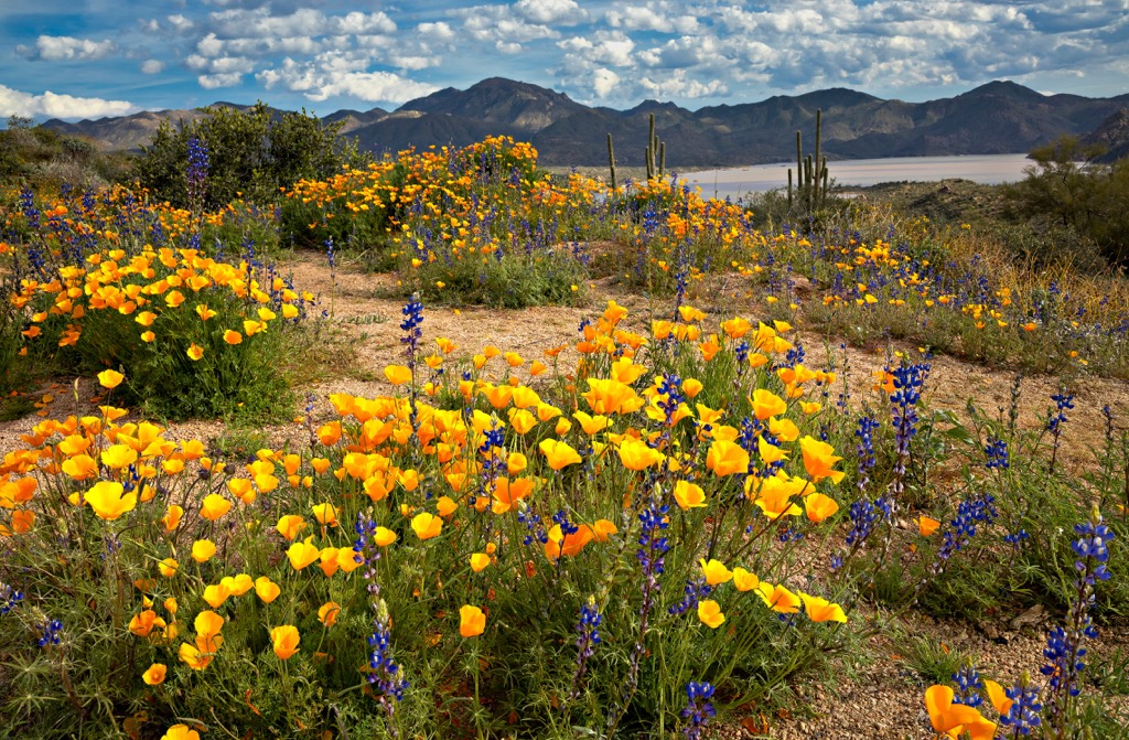 Four Peaks Wilderness