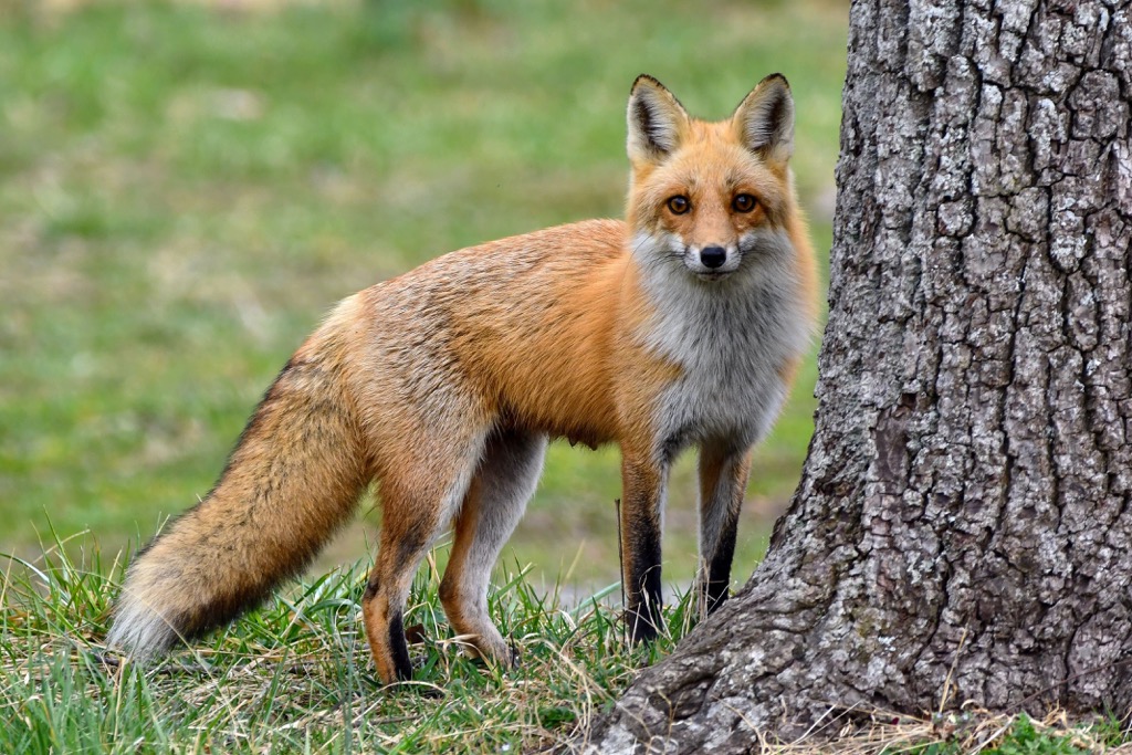 Fox, Little River Wildlife Management Area, West Virginia, USA