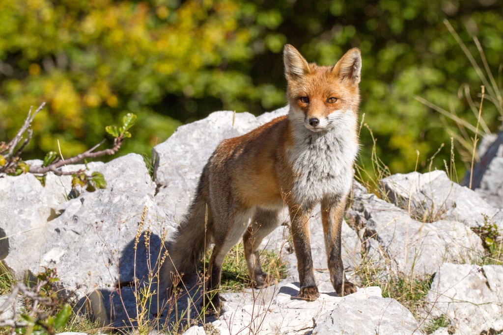 Fox, Monumento Naturale Tempio di Giove Anxur, Temple of Jupiter Anxur Natural Monument, Italy