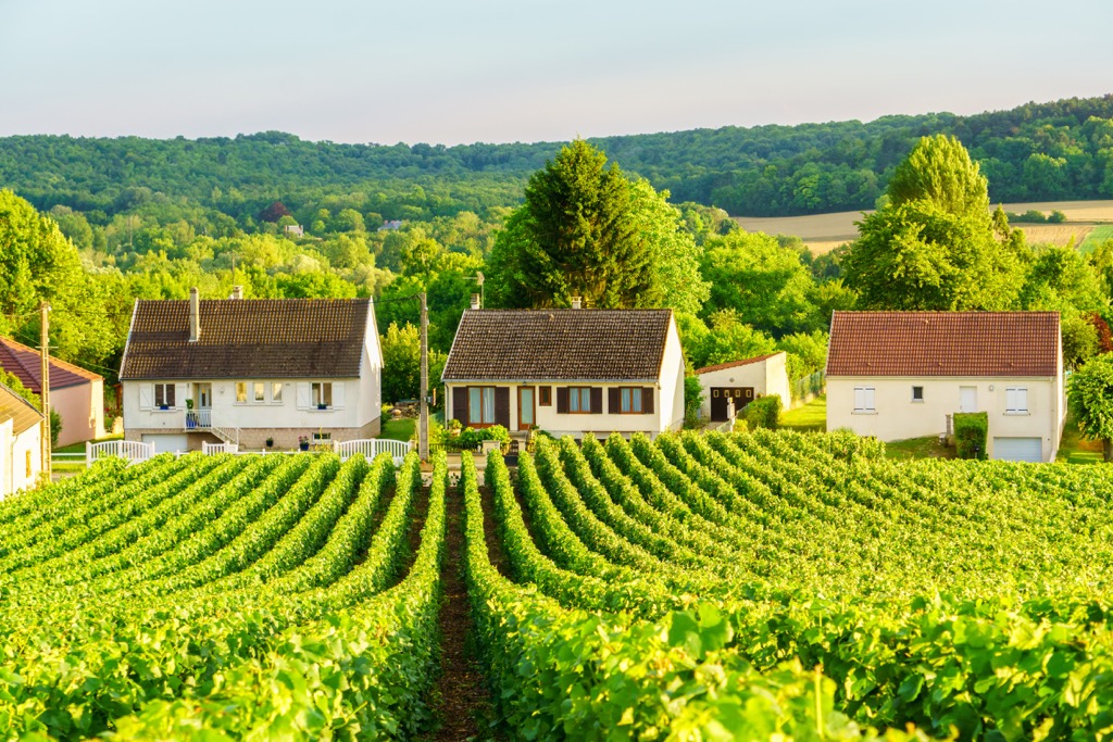vineyards at montagne de reims on countryside village, France