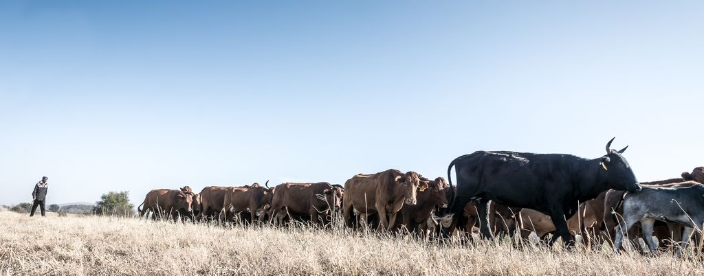 Driving cattle in the Free State. Free State