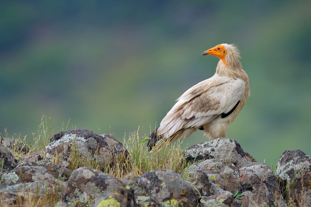 Egyptian vultures, France