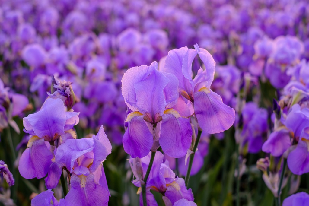 Field of iris pallida in Provence, France