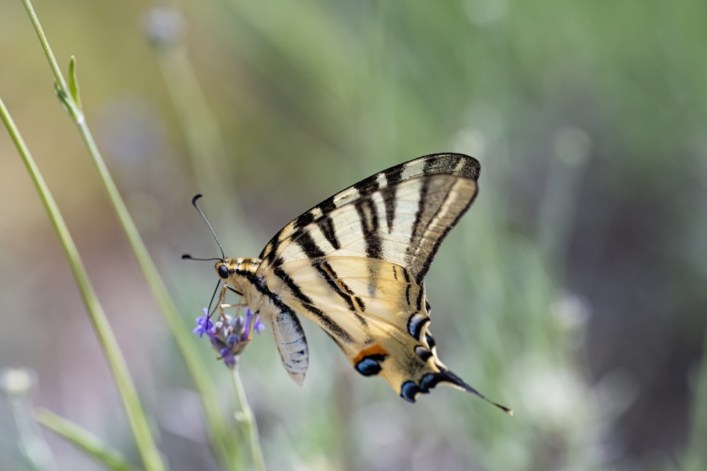 scarce swallowtail (Iphiclides podalirius) butterfly, France