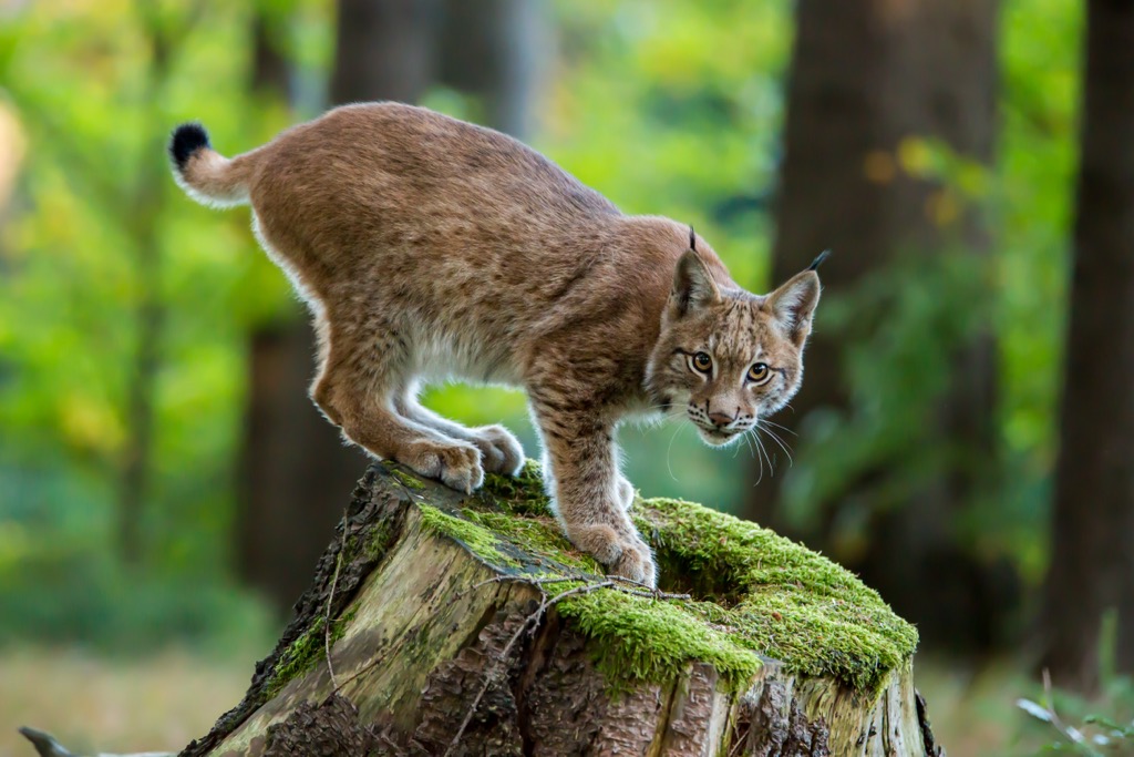 A young European Lynx on a tree stump. Friuli-Venezia Giulia
