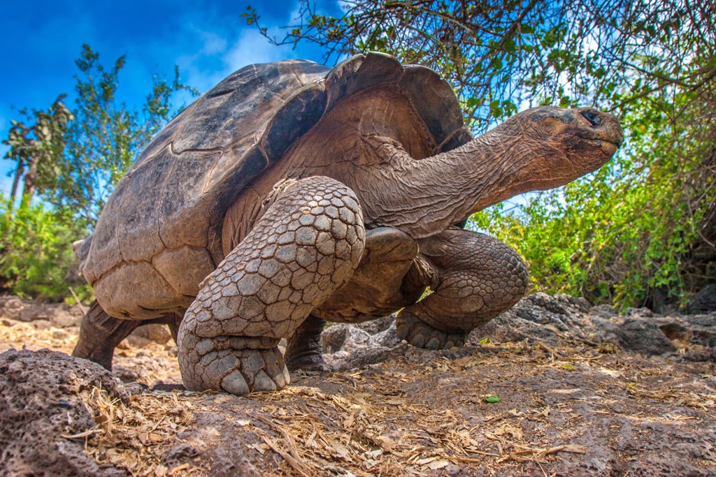 Galápagos National Park