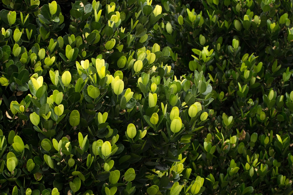 Garcinia-multiflora, Xuhai-Guanyinbi Nature Reserve, Taiwan