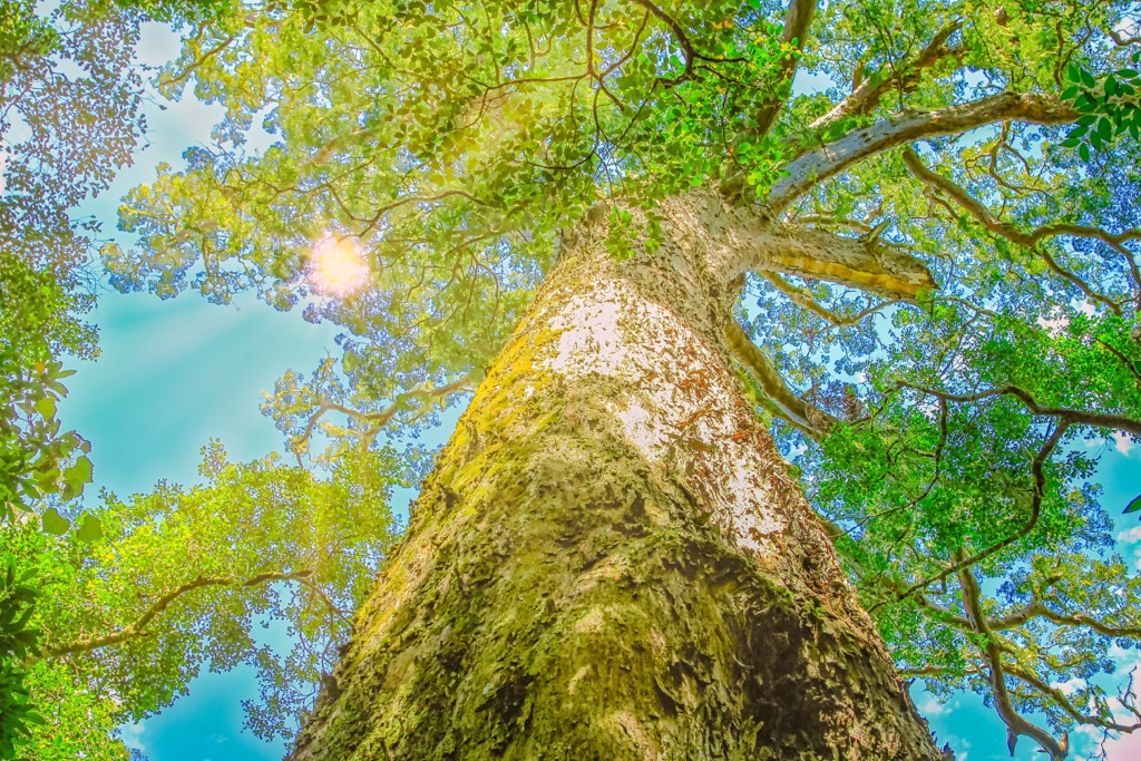 Big Tree, Garden Route National Park, South Africa