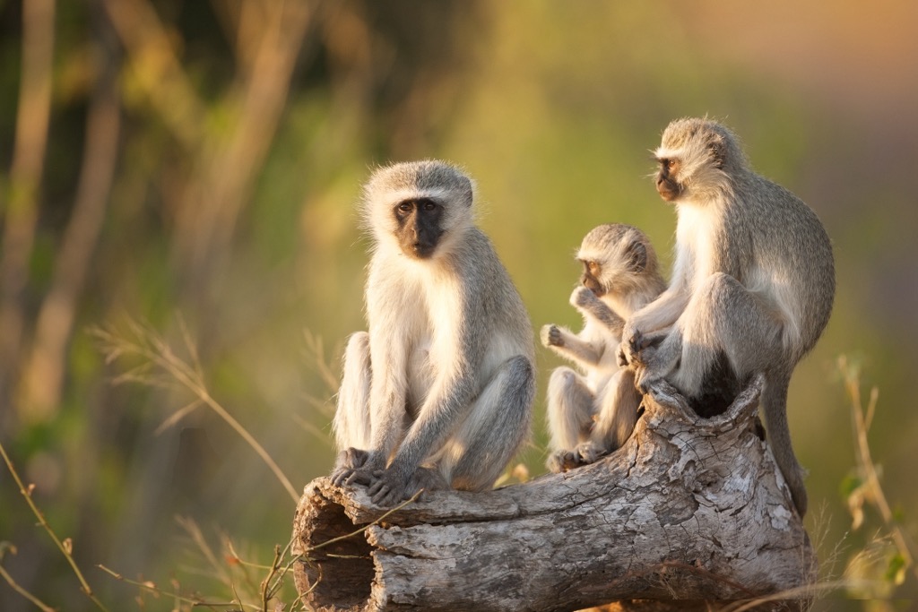  Cape Vervet Monkeys, Garden Route National Park, South Africa