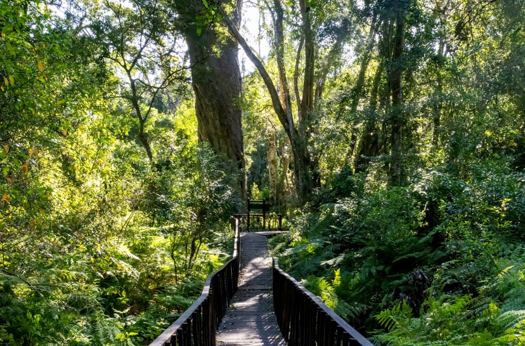 Woodville Big Tree, Garden Route National Park, South Africa
