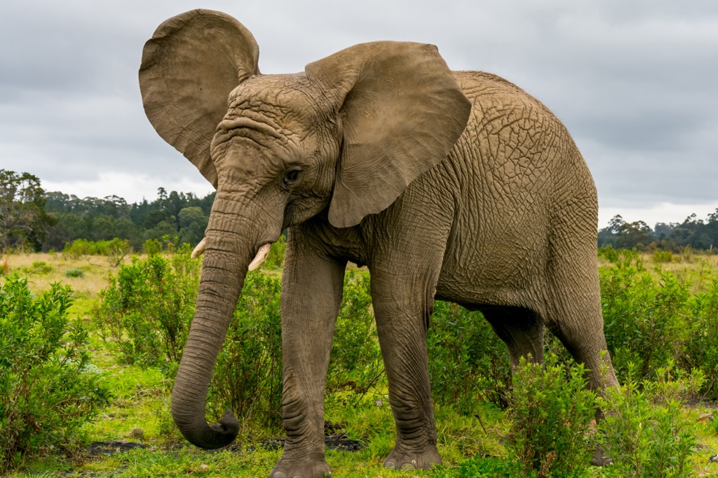 Elephant Trail is in the Knysna, Garden Route National Park, South Africa