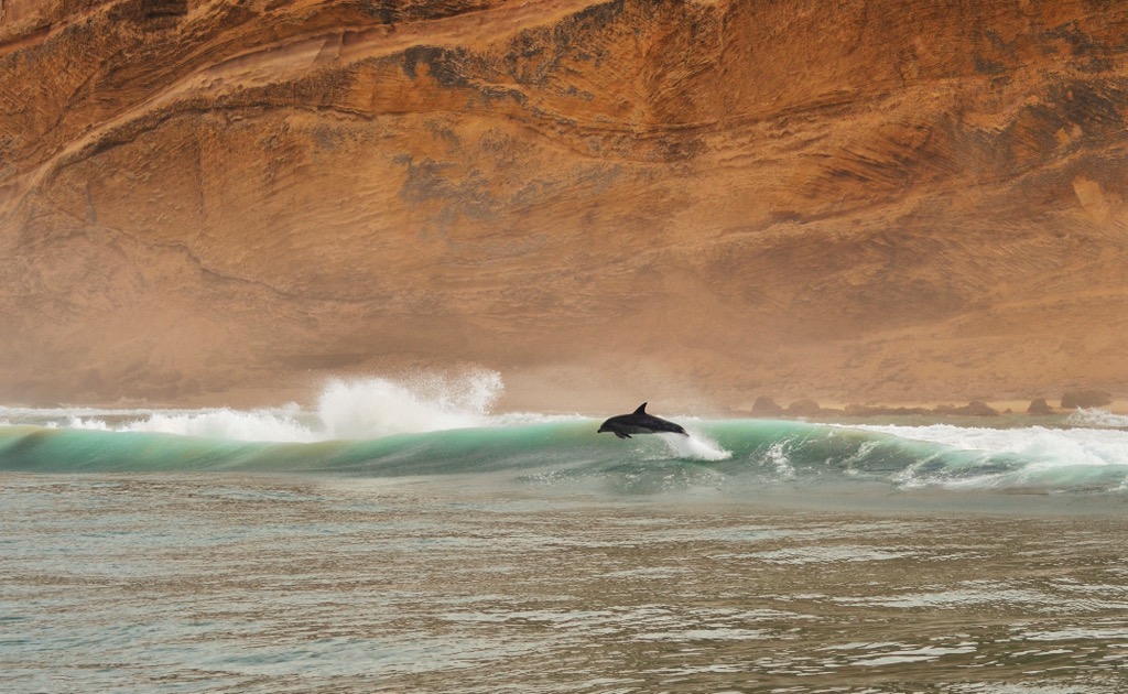 bottlenose dolphin, Garden Route National Park, South Africa