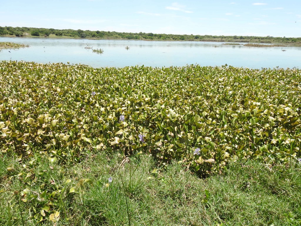 Subtropical wetlands of the Roodeplaat Dam Nature Reserve in Gauteng. Gauteng