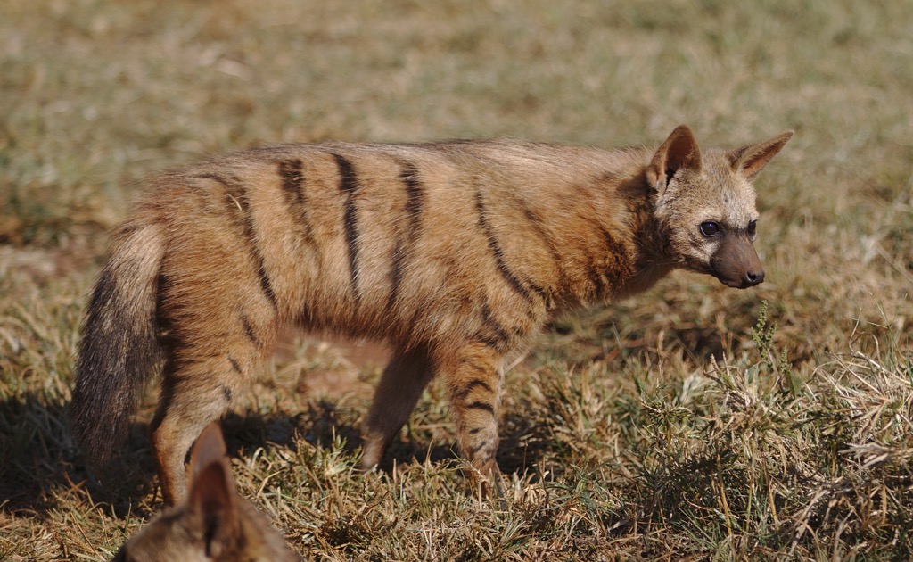 An aardwolf family at the Lion and Rhino Reserve in Gauteng. Gauteng