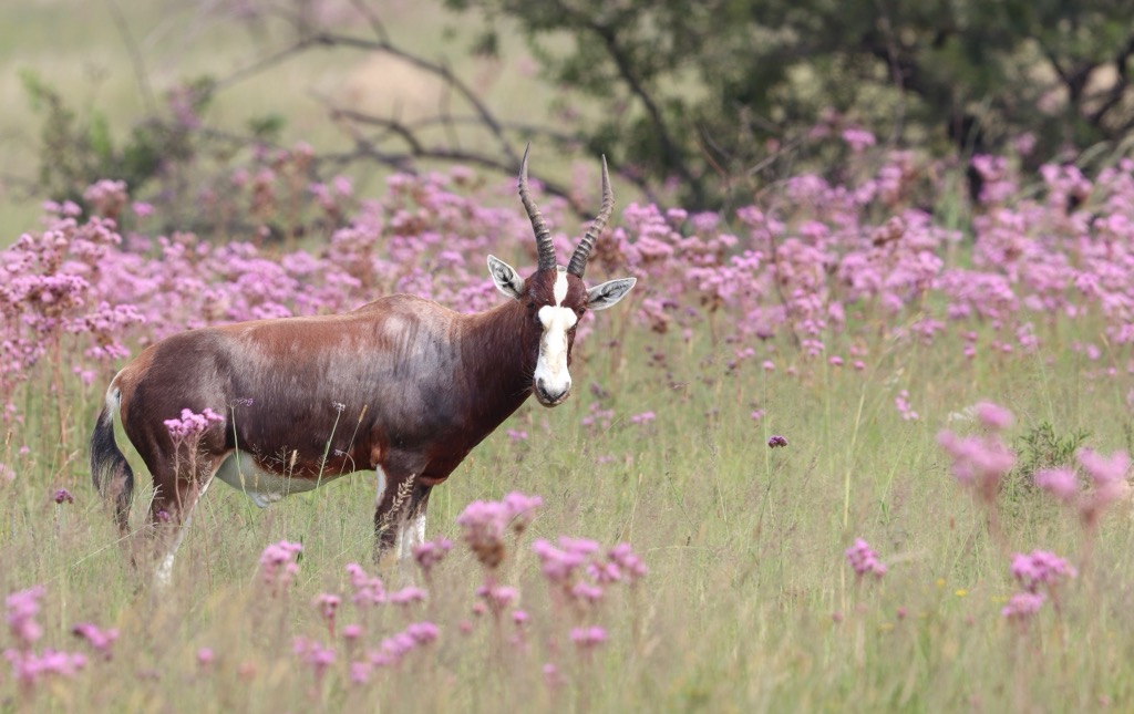 A Blesbok in the Rietvlei Nature Reserve. Gauteng