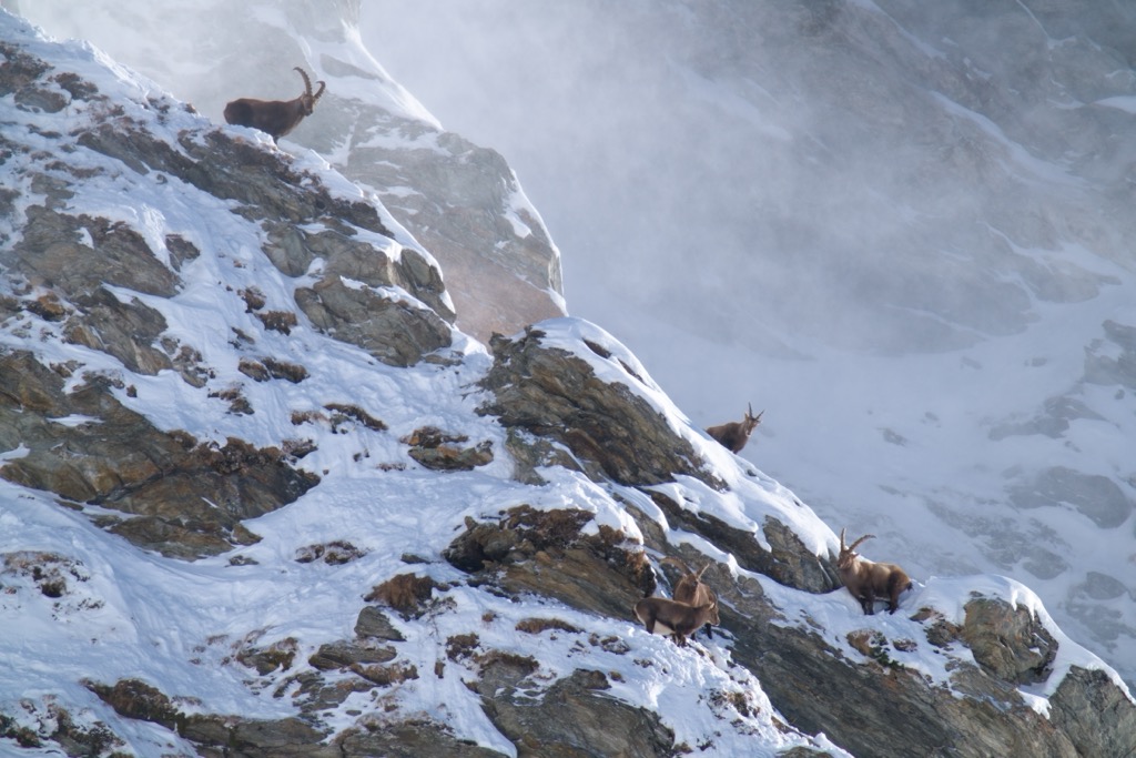 After nearly going locally extinct in the 19th century, there are now over 50,000 ibex in the Alps. Geigenkamm