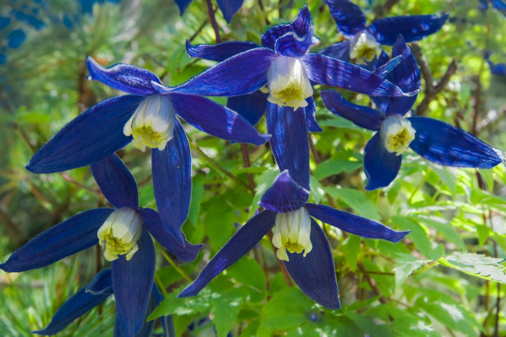 The vivid flowers of alpine clematis. Geigenkamm