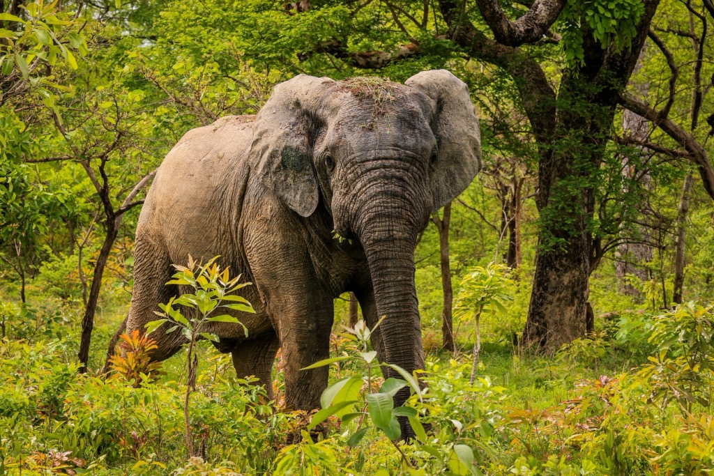 Elephants—Loxodonta africana—in Mole National Park. Ghana Mountains