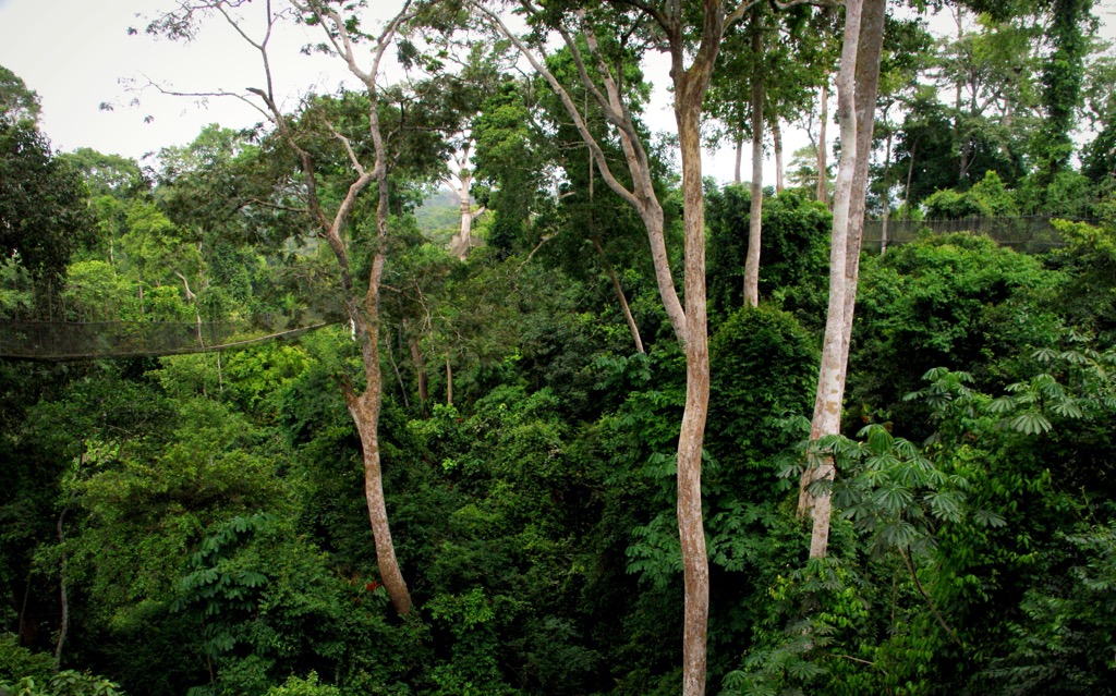 Tropical Forest in Kakum National Park. Ghana Mountains