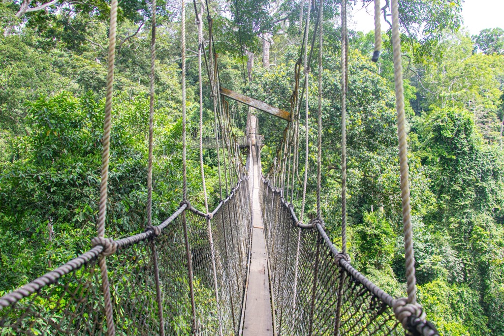 A pedestrian suspension bridge spans the jungle in Kakum National Park. Ghana Mountains