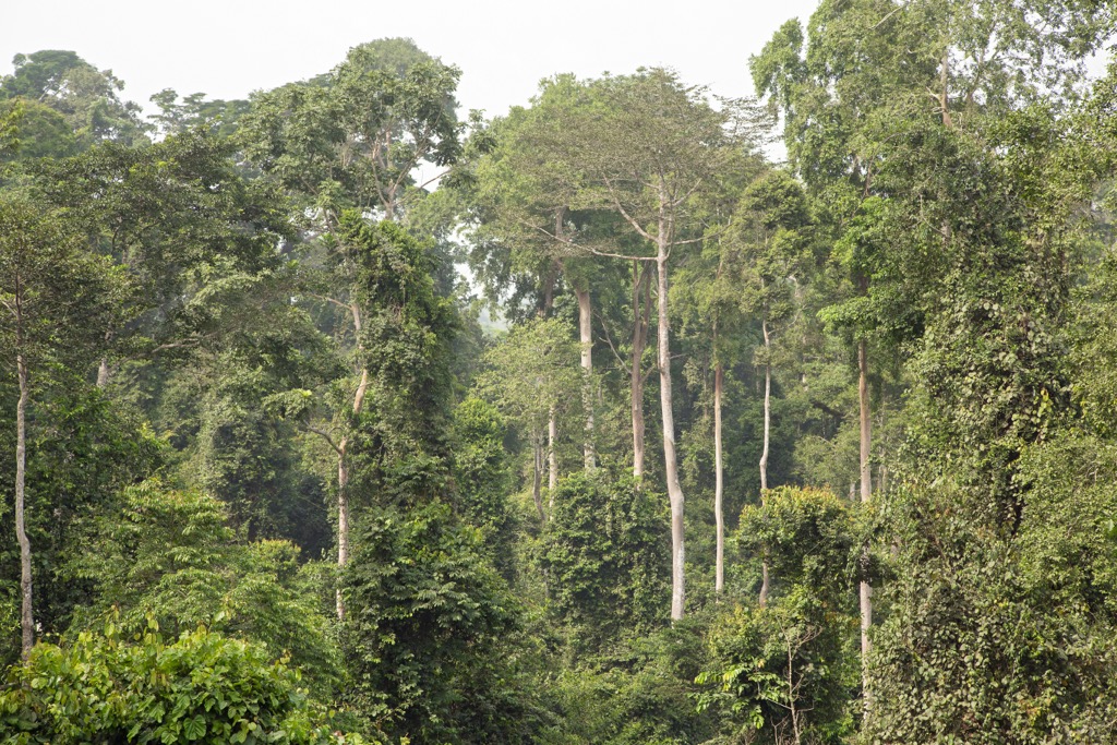 Tropical rainforest in Kakum National Park. Ghana Mountains