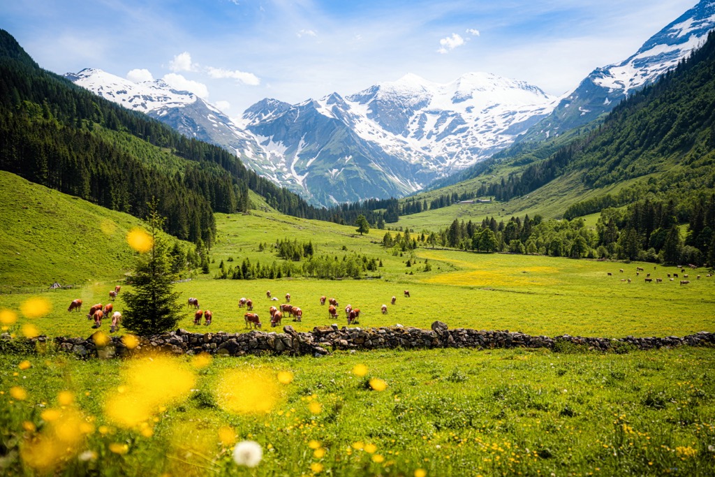 Like many parts of the Alps, the Glockner Group features vast meadows that support traditional livestock grazing. Thousands of years ago, farmers began clearing pastureland for their livestock, and the pastoral way of life has persisted through significant changes (with the help of government subsidies, of course). Glockner Group