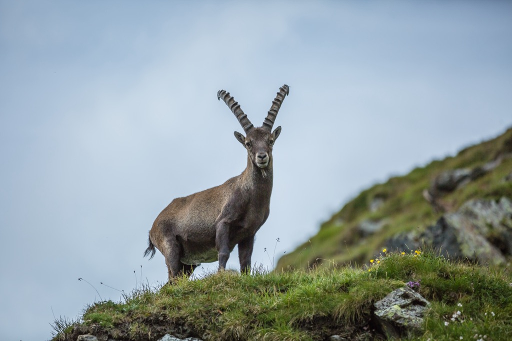 The Ibex is one of the Alps’ flagship species. This fine specimen was photographed on the slopes of the Großglockner, within Hohe Tauern National Park. Glockner Group