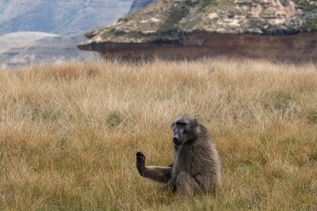 Baboons are common in the park. Golden Gate