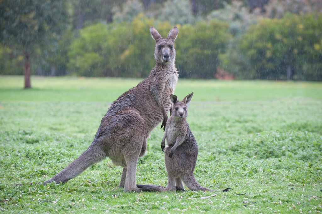 Grampians National Park, Australia