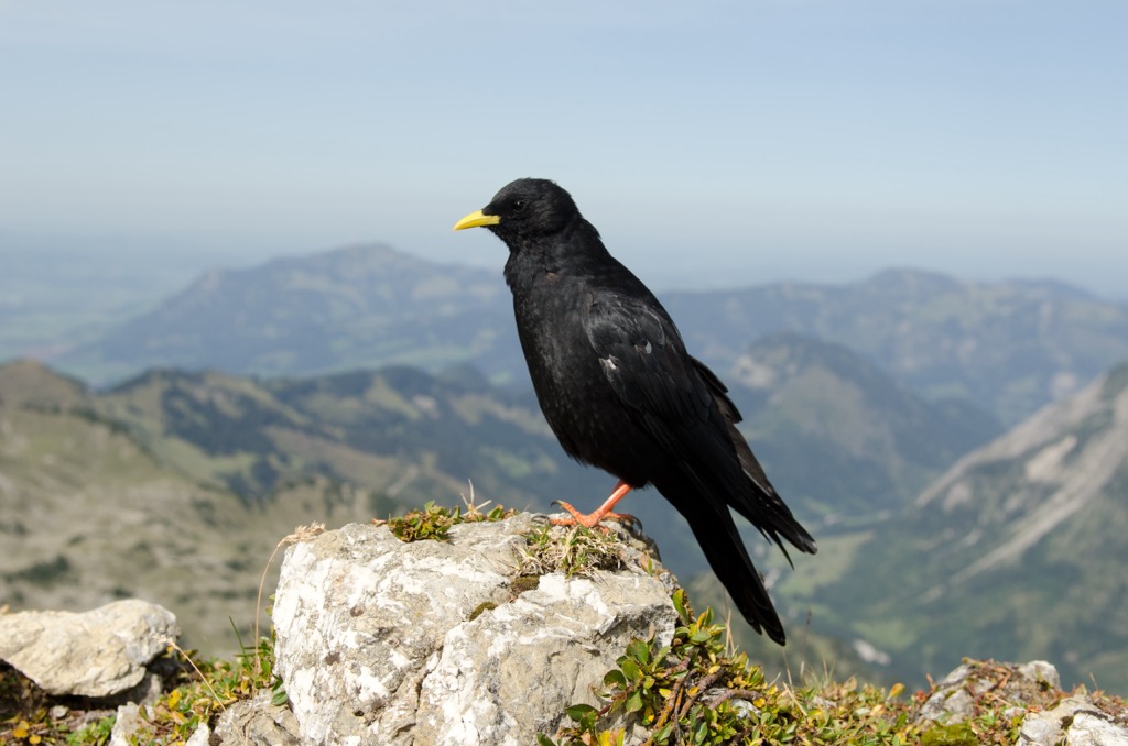 Yellow-billed choughs, or Alpine choughs, are the highest nesting bird species worldwide, making nests as high as 6,500 m (21,300 ft). Granatspitze Group