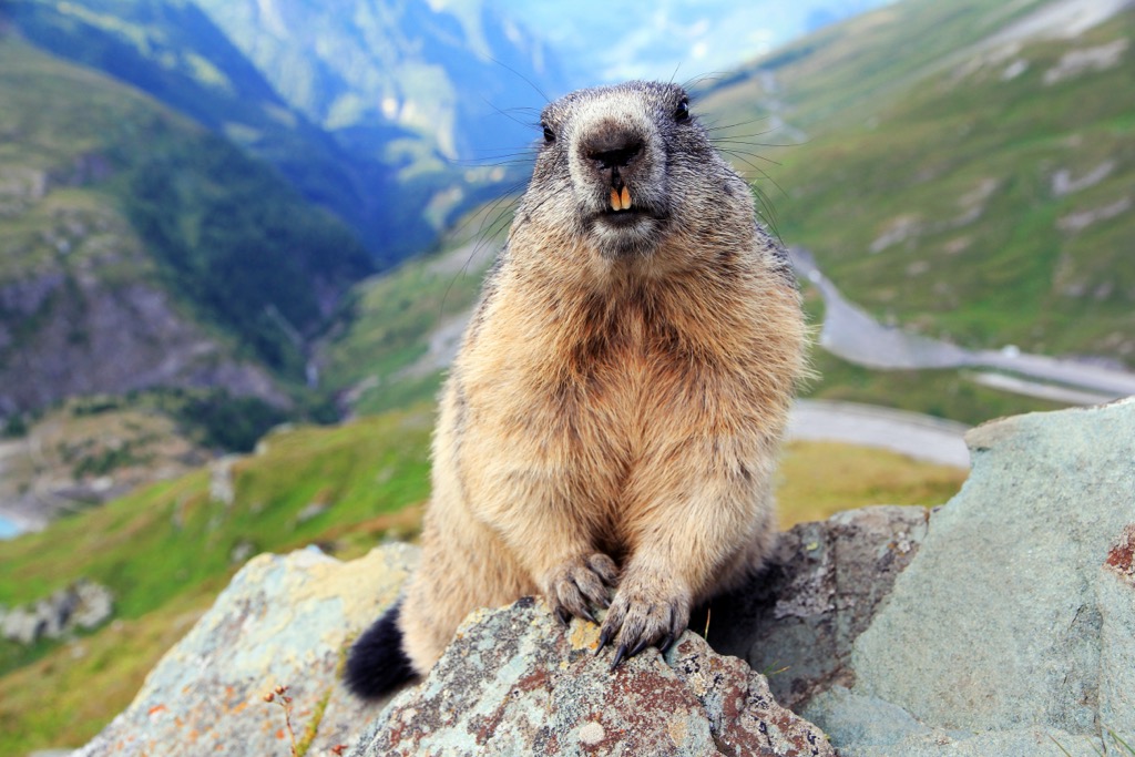 Alpine marmots live in burrows up to 20 m (65 ft) long and 3 m (10 ft) deep. Granatspitze Group