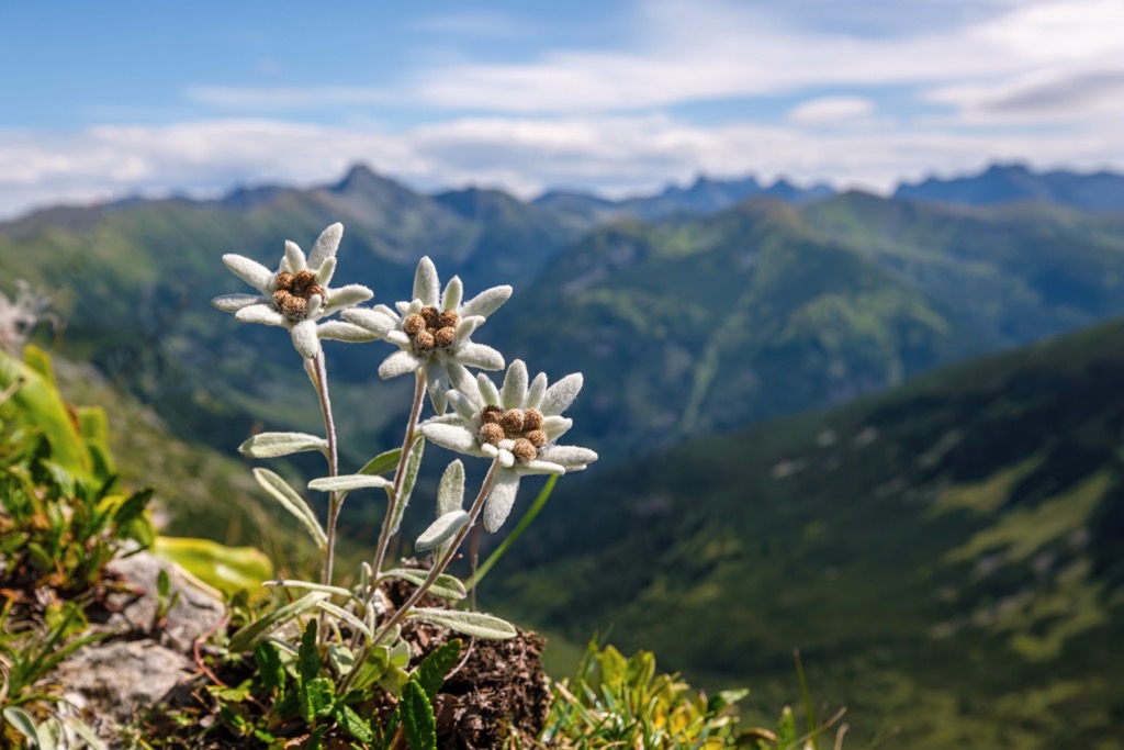 Edelweiss is the National Flower of Austria and a rare sight in the Granatspitze Group. Granatspitze Group