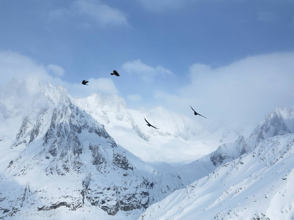 Choucas at the GM. Photo: Anna Lochhead. Grands Montets