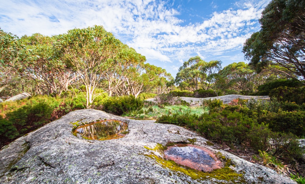 Baw Baw National Park, Great Dividing Range, Australia