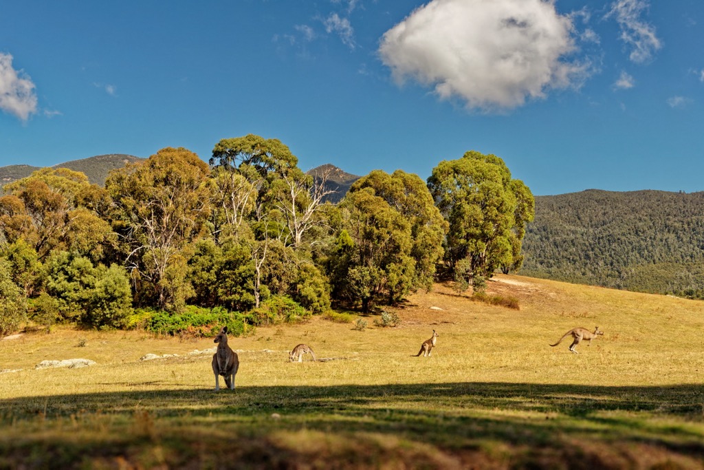 Namadgi National Park, Great Dividing Range, Australia