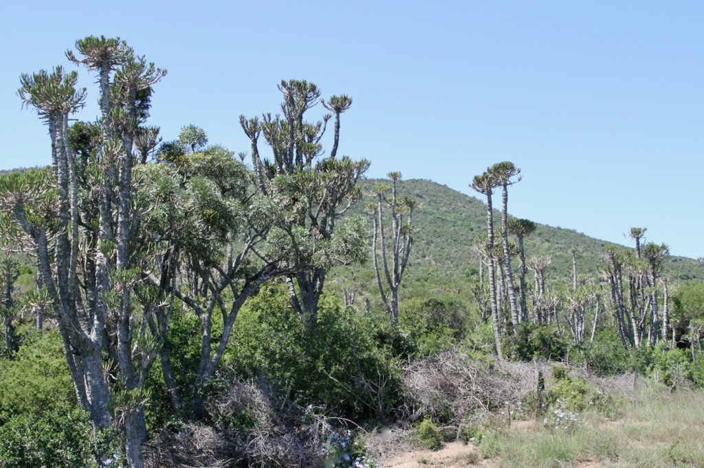 Euphorbia bush in Sam Knott Nature Reserve. Great Fish River