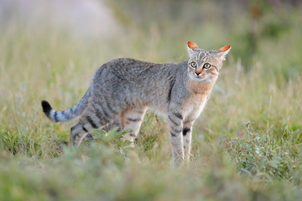 The Southern African wildcat is the closest ancestor to the modern domesticated cat and has nearly identical DNA. These small beasts are shy but important residents of the Great Fish River catchment. Great Fish River