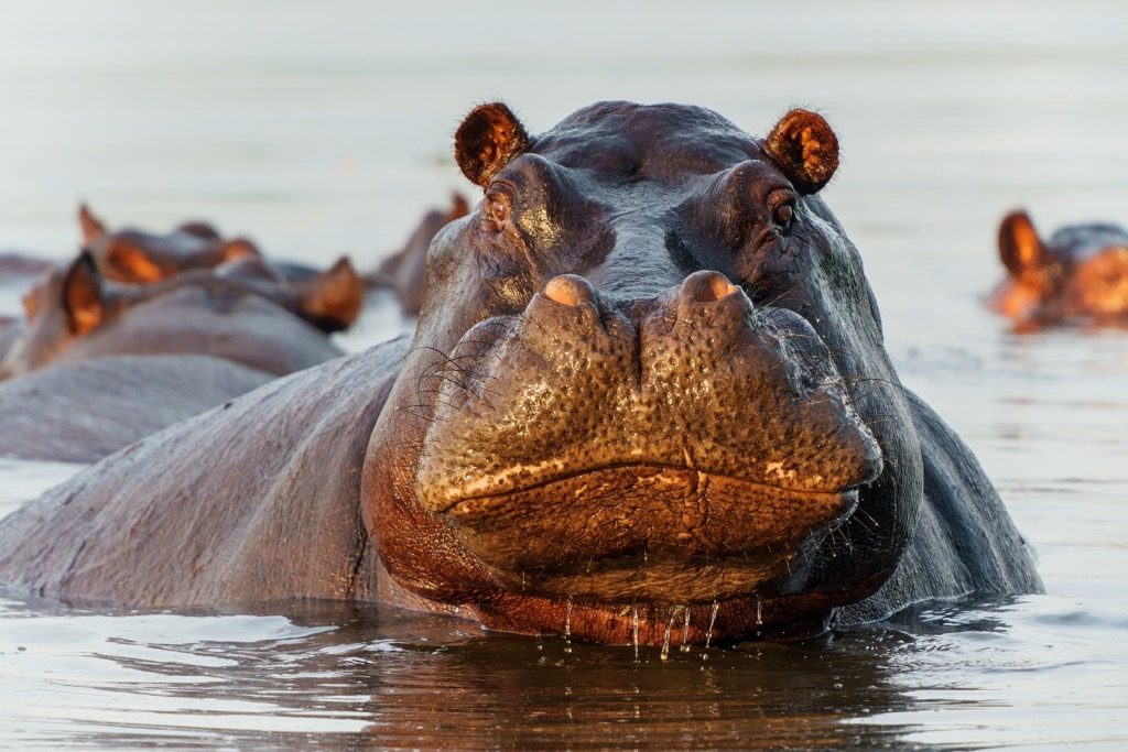 Hippos are one of the reserve’s largest attractions. Great Fish River