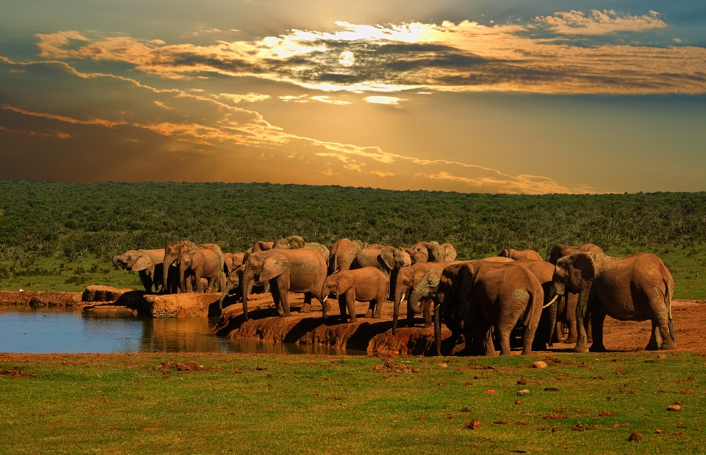 A troop of African elephants (Loxodonta africana) drinking at a watering hole in Addo Elephant National Park. Great Fish River