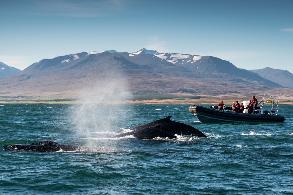 Whale, Greenland