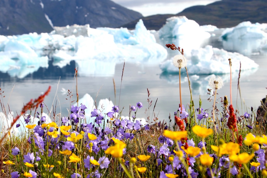 Flowers, Greenland