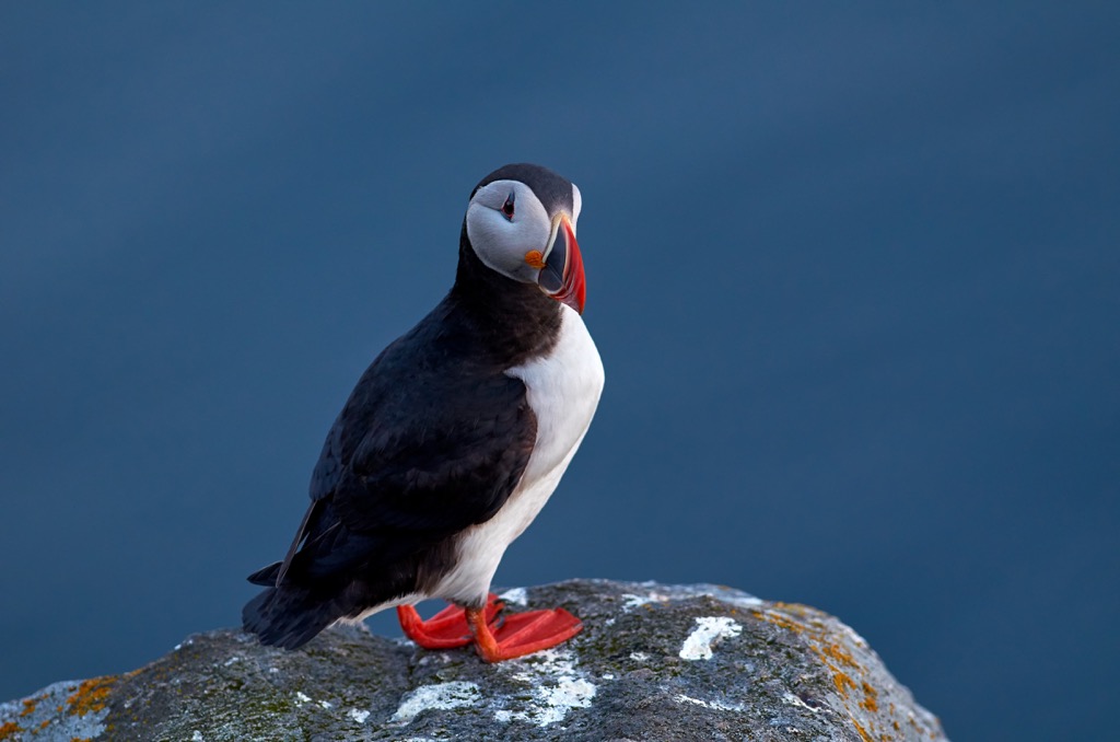 puffins, Greenland
