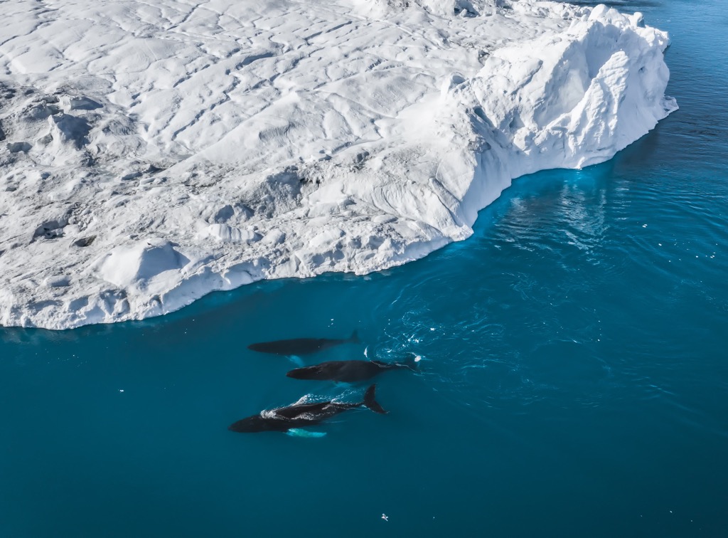 whales, Greenland