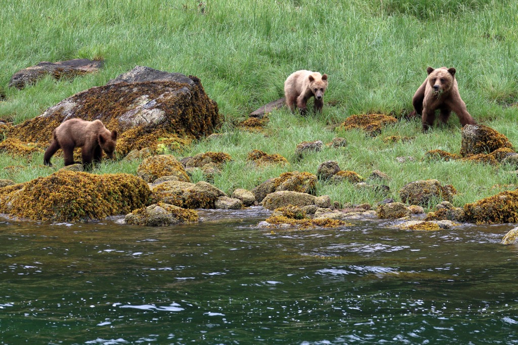 Grizzly bears, Yalakom Provincial Park, British Columbia, Canada